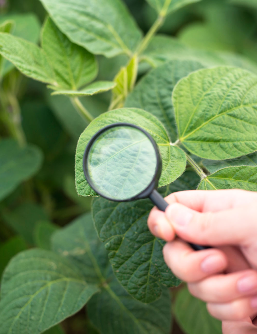 close-up-view-hands-holding-magnifying-glass-checking-soybean-leaf-web