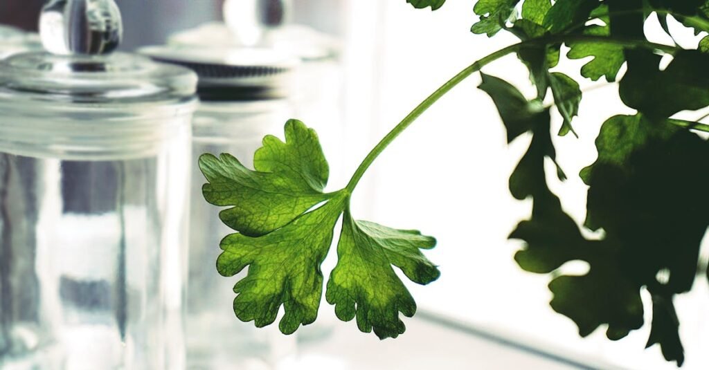 Close-up of a fresh parsley leaf with kitchen jars in the background, highlighting freshness and green living.